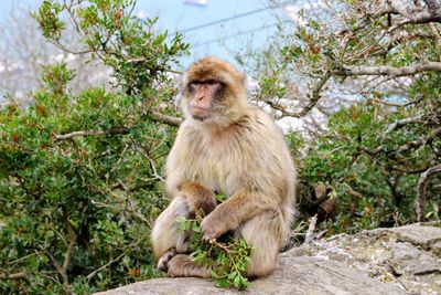 Monkey sitting on tree by plants