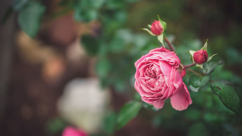 Close-up of flower blooming outdoors