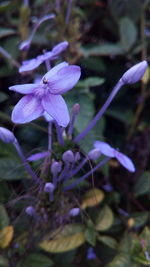 Close-up of flower blooming outdoors