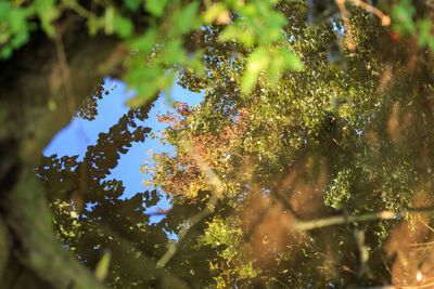 Close-up of tree