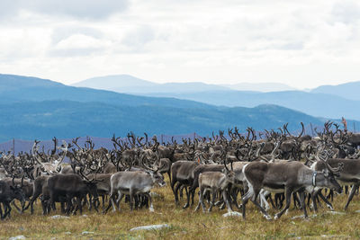 Reindeers in mountains