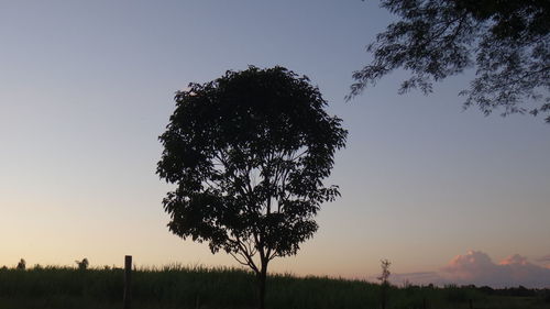 Low angle view of silhouette trees on field against cloudy sky at sunset