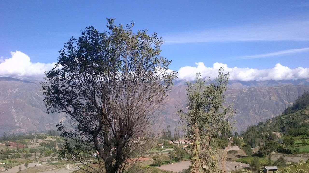 VIEW OF TREES ON LANDSCAPE AGAINST MOUNTAIN RANGE