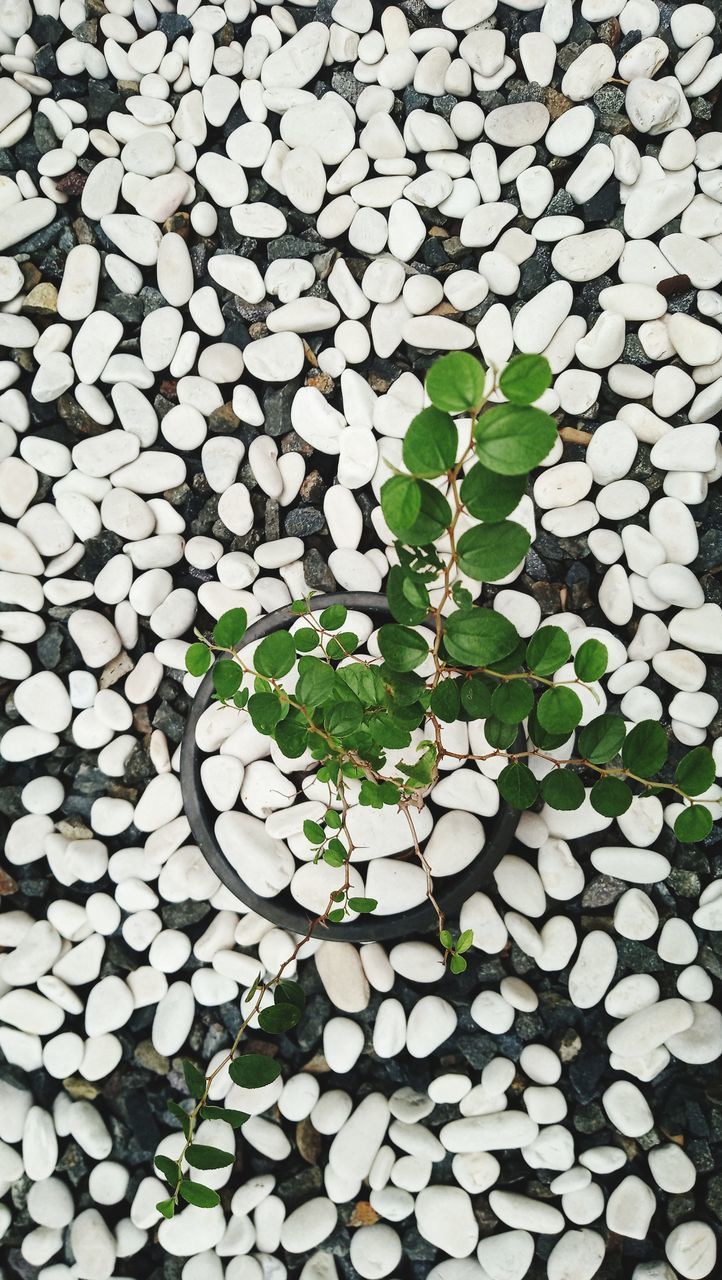 HIGH ANGLE VIEW OF WHITE PETALS ON ROCKS