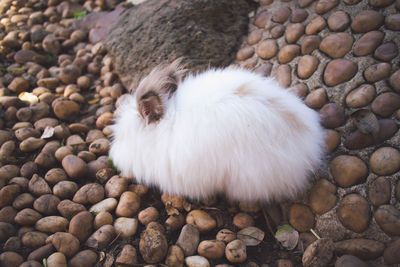 Cute white fluffy bunny