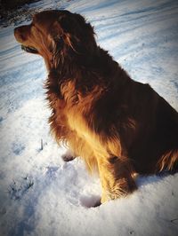 Dog in snow