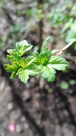 Close-up of fresh green plant