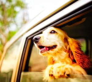Close-up of dog looking through window
