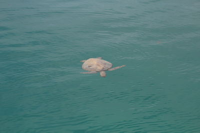 High angle view of jellyfish swimming in water