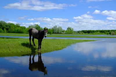 Horse in a lake