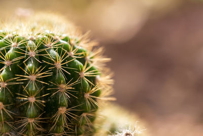 Close-up of cactus plant