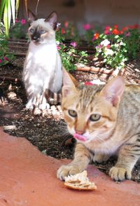 Portrait of cat sitting outdoors