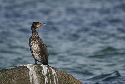 Bird perching on rock