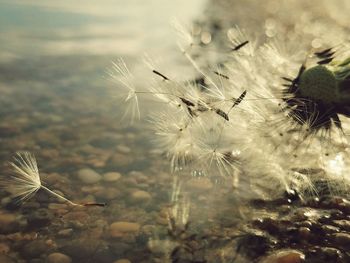 Close-up of dandelion