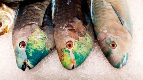 High angle view of fish for sale in market