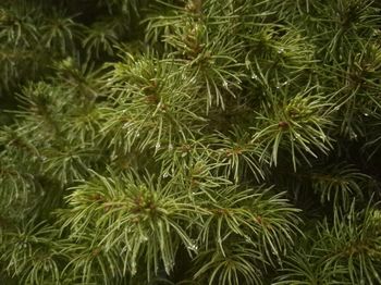 High angle view of pine tree