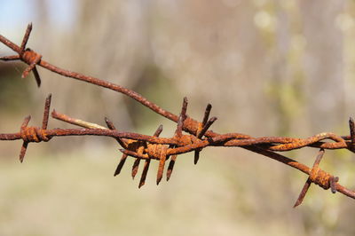 Close-up of rusty barbed wire