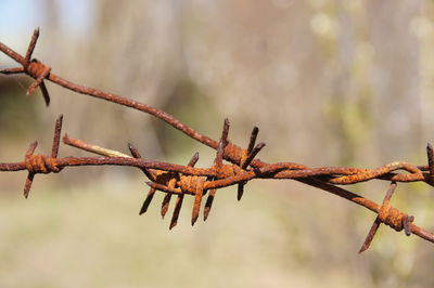 Close-up of rusty barbed wire