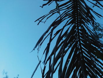 Low angle view of tree against blue sky