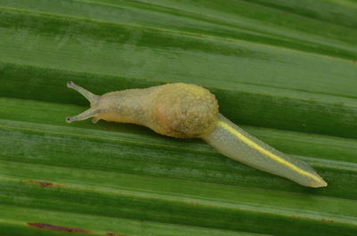 Close-up of a lizard on leaf