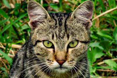 Close-up portrait of a cat