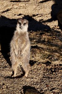 Meerkat looking away