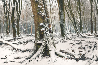 Snow covered trees in forest