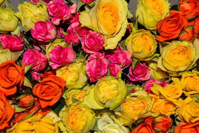 Full frame shot of multi colored roses