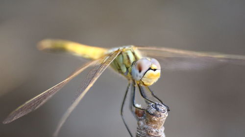 Close-up of dragonfly on twig