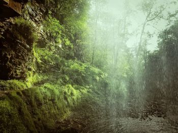 Trees in forest