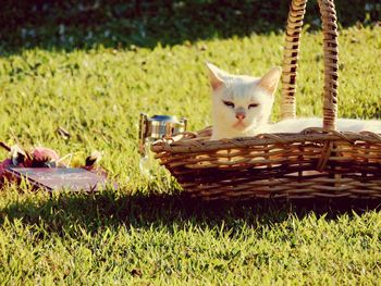 Cat lying in basket on grass at park