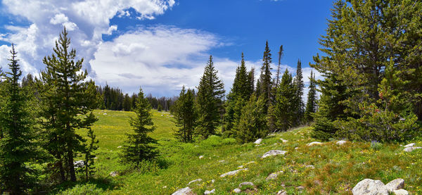 Pine trees in forest against sky