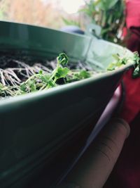 Close-up of plant