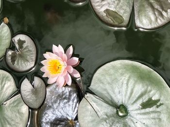 High angle view of water lilies in lake