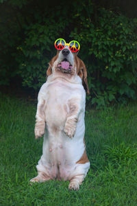 Portrait of dog on grassy field