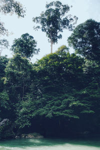 Trees in forest against sky