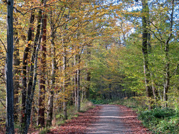 Street amidst trees in forest during autumn