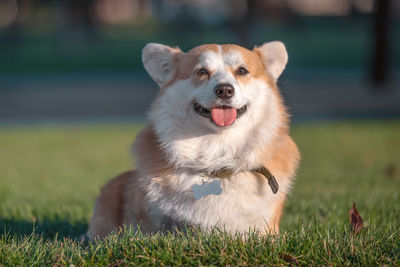 Close-up of dog