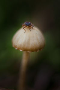 Close-up of insect on plant