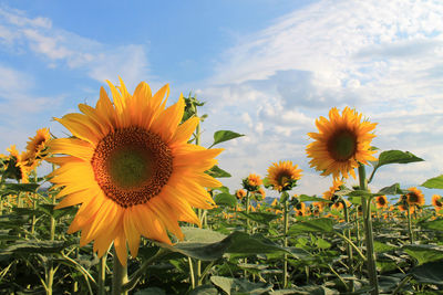 Sunflowers blooming on field against sky