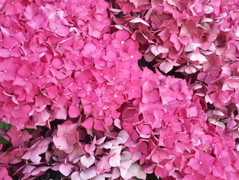 Full frame shot of pink flowers