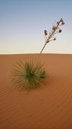 Plant growing on sand against sky