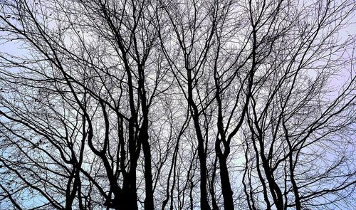 Low angle view of bare tree against sky