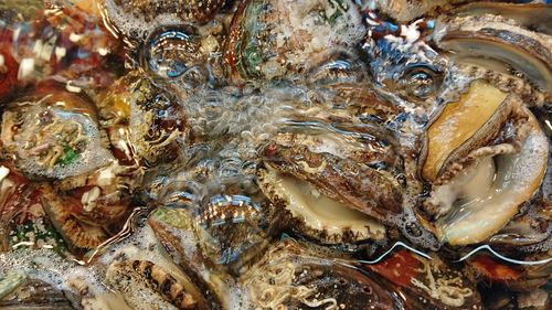 Full frame shot of fish in water