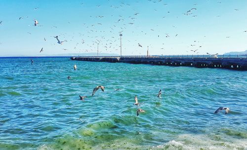 Seagulls flying over sea