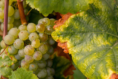 Close-up of grapes growing on plant