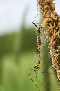 Close-up of insect