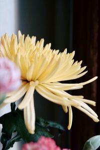 Close-up of yellow flower