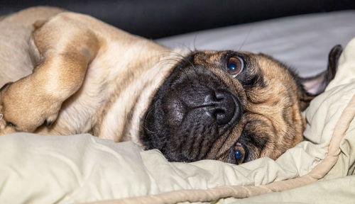 Close-up of a dog resting on bed