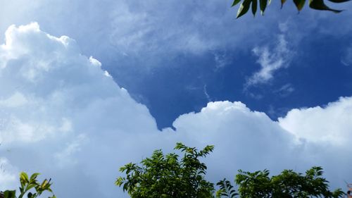 Low angle view of trees against cloudy sky